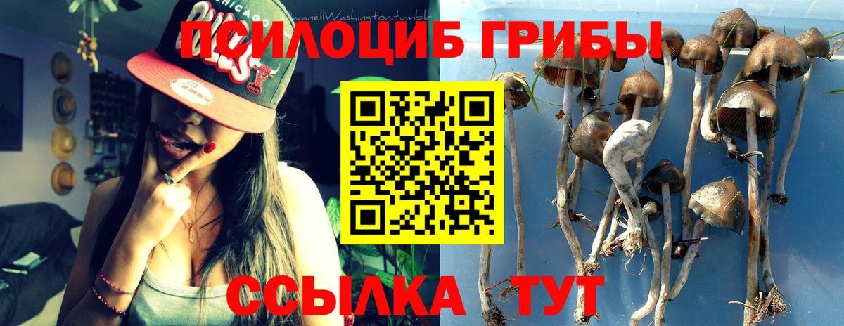 закладки  Назрань  Галлюциногенные грибы Cubensis 